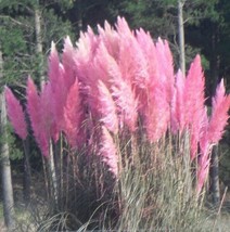 50 Pink Pampas Grass Seeds Cortaderia Pest Drought Resistant Perennial - £13.37 GBP