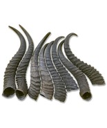 2 Springbok Horns, Dog Chews, 2 Springbok Horn Approx Size: 9 to 11 inch... - $517.14 MXN