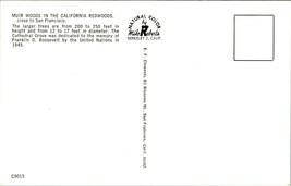 Redwood Trees Cathedral Group Muir Woods California CA  UNP Chrome Postcard B3 - £2.33 GBP