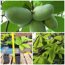 Quart Pot Paw Paw Indian Banana Tree 6-12&quot; Tall Live Plant Asimina Triloba - £55.74 GBP