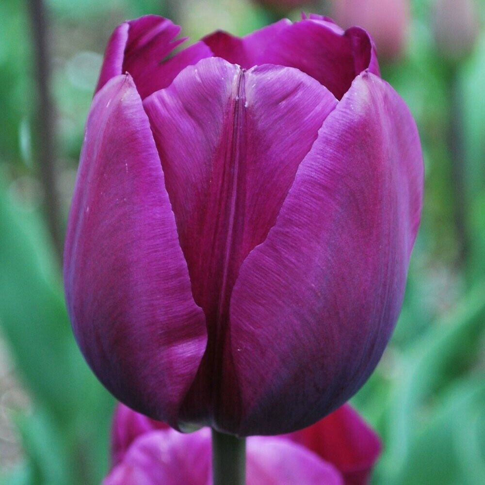 Violet Triumph Tulip Bulbs - Pack of 10 Bulbs - Extremely Popular - £24.19 GBP