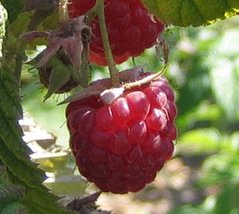 Bare Root of Heritage Raspberry , Fall Bearing Raspberry Plants (5) - $49.95