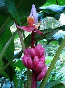 Musa Velutina