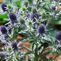 Eryngium Planum Blue Hobbit Fresh Seeds for Planting - £14.77 GBP