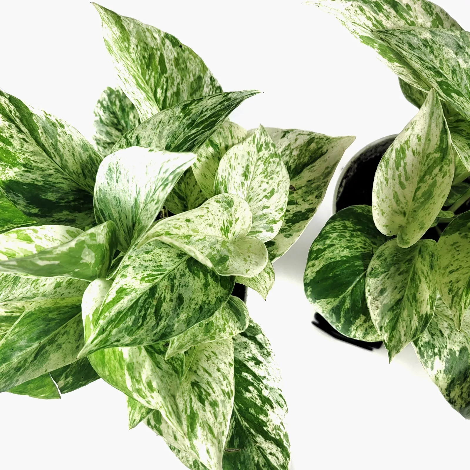 Snow Queen Pothos Live Plant 4&quot; Pot - Pet Safe Houseplant Indoors/Outdoors - $42.90