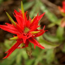 US Seller Castilleja Integra Whole Leaf Indian Paintbrush 30 Seeds - £13.69 GBP