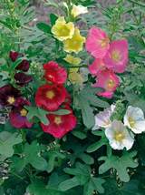 25 Seeds Antwerp Fig Leaf Heirloom Hollyhock Flower Seeds - £11.65 GBP