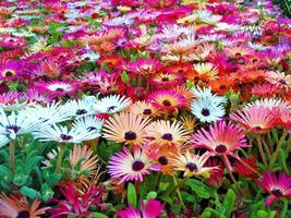 5000 Ice Plant Mix Flower Seeds Groundcover Drought Heat Poor Soils Fast Easy - £9.38 GBP