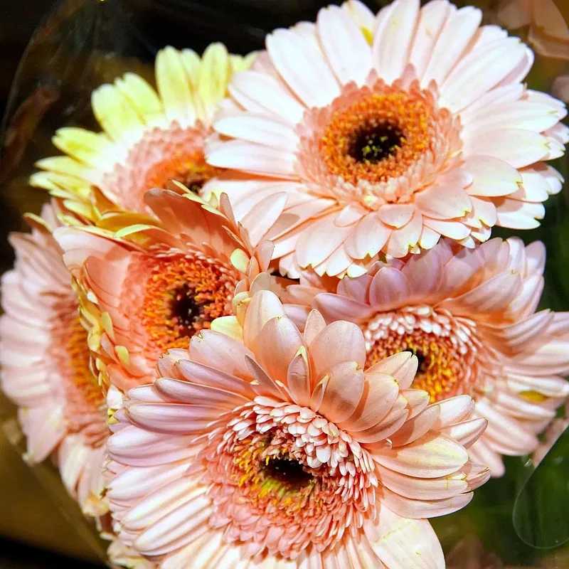 Gerbera Seeds SEEDS - £15.07 GBP