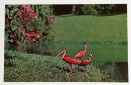 Scarlet Ibis Tropical Jungle Gardens Sarasota Florida Koppel UNP Postcard 1970s - £3.95 GBP