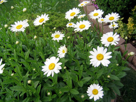 50 Organic Non GMO - Shasta Daisy Flower Seeds - £7.86 GBP