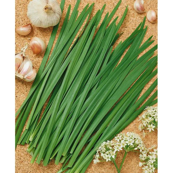 High Yield Garlic Chives Seeds Non Gmo Heirloom - $2.35
