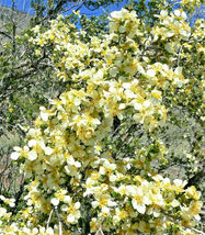 40 Seeds Stansbury Cliffrose Purshia Stansburiana Cliff Rose Desert Shrub Flower - £13.33 GBP