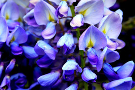 5 Blue Chinese Wisteria Sinensis Ornamental Vine Blue Violet Purple - £13.36 GBP