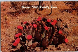 Beaver Tail Prickly Pear Desert Botanical Gardens Phoenix Arizona Postcard - £3.45 GBP