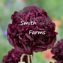 100 Seeds Black Double Peony Poppy Flowers Fresh &amp; Organic Papaver From US  - £7.91 GBP