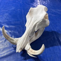 African Warthog Skull Real Wild Pig Natural Skull About 15 X 12 X8&quot; - 9&quot;... - $346.49