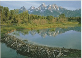 Postcard Grand Teton National Park Wyoming Snake River - £4.66 GBP