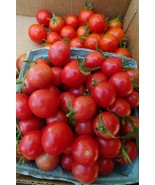 Wheatley's Frost Resistant grape tomato endures cold weather and produces! - €4,97 EUR Wheatley's Frost Resistant grape tomato endures cold weather and produces! - €4,97 EUR