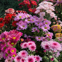 200 Pcs Mixed Perennial Chrysanthemum Seeds - $7.43