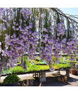 Only 1 Piece Psoralea Fleta Seed Real Weeping Blue Broom Blue Willow Pea... - $13.19