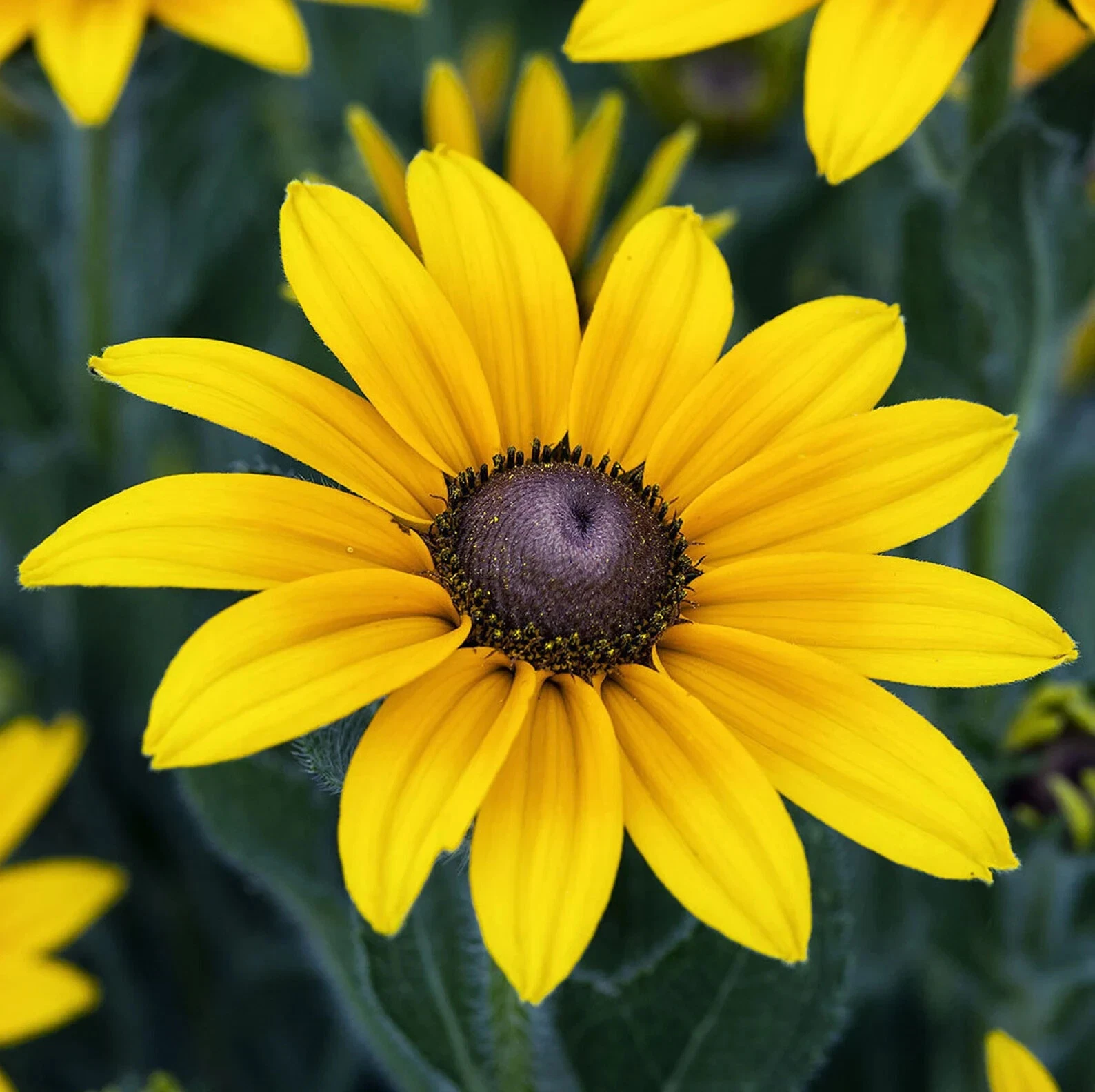 Black Eyed Susan Flower Seeds Big Sunflower Sun Flower Indian Summer 50P... - $9.63