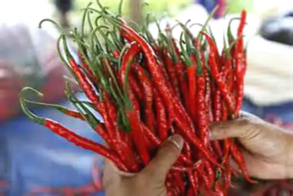 USA Seller FreshSuper Chili Pepper Seeds Great For Cooking - £10.36 GBP