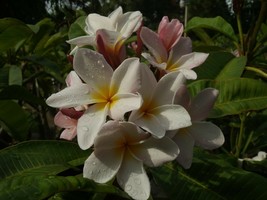 Rare &amp; Exotic! Sunset Hawaiian Plumeria Frangipani plus obtuse isabella ... - $19.95