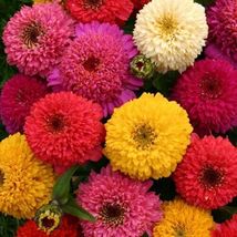 Zinnia Dahlia Mix Seeds 150+ Flower Elegans Annual MIXED - £7.97 GBP