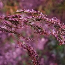 20 Red Spire Melic Grass Purple Melica Transsilvanica Flower Seeds Fast Ship Fre - £11.47 GBP