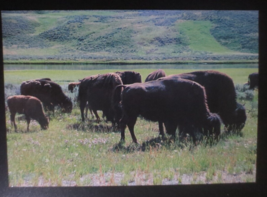 BISON HERD YELLOWSOTNE NATIONAL PARK PHOTO  Postcard Unused and Unposted - £0.77 GBP