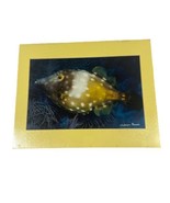 White Spotted Filefish Honduras Ocean 8x10 Matted Photo 11x14 Signed By ... - £24.74 GBP