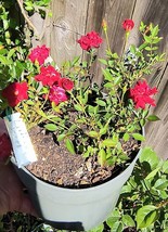 Little Juan miniature (micro) rose plant bare root - $327.44 MXN