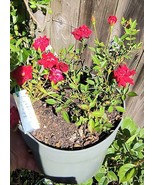 Little Juan miniature (micro) rose plant bare root - $17.82