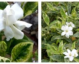 White GARDENIA VARIEGATA Gardenia Jasminoides Plant Intensely Fragrant F... - $44.93
