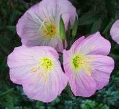 Thjar 40+ Showy Pink Evening Primrose Sweet Scented / Oenothera Elata / Flower S - £5.62 GBP