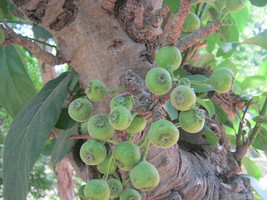 Ficus Hispida 200 Seeds Seeds Fresh Fast Shipping - £19.08 GBP