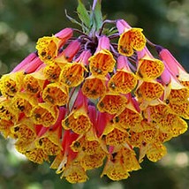 Best USA Seller Bomarea Multiflora Seeds 5 Seeds Alstroemeria Flowers Ro... - £12.66 GBP