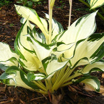 110 Seeds Hosta Plants Seeds Ornamental Big Bonsai Plantain Lily Flowers Type 16 - $14.22