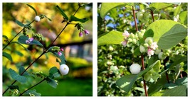 Snowberry Seeds (Symphoricarpos albus) HONEYSUCKLE Bush Shrub 80 Seeds - £16.77 GBP