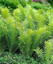 3 Rhizomes/Root SystemsTennessee Ostrich Glade Fern Matteuccia struthiop... - £51.88 GBP