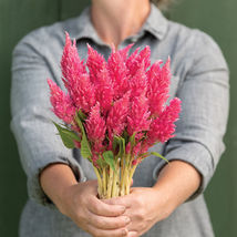 Celosia Seeds, Sunday Bright Pink Celosia Flower Seeds  - £10.82 GBP