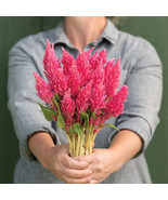Celosia Seeds, Sunday Bright Pink Celosia Flower Seeds  - $13.99