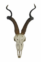African Kudu Antelope Skull Wall Hanging Cool Twisted Horns - £71.20 GBP