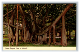 Giant Banyan Tree In Tropical Florida Postcard Unposted - £3.84 GBP