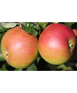 RD 25+ Annie Elizabeth Apple Seeds for Garden Planting  - $5.15