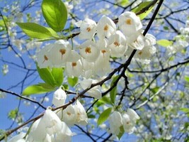 USA Seller 15 Carolina Silverbell Seeds Halesia Tetraptera Var. Tetrapte... - £11.38 GBP