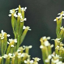 Tagetes Minuta Khaki Weed Little Marigold Muster John Henry 20 Seeds Usa Fast Sh - £15.54 GBP