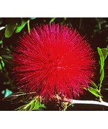 CALLIANDRA HAEMATOCEPHALA - Red Powder Puff - $1,049.10 MXN