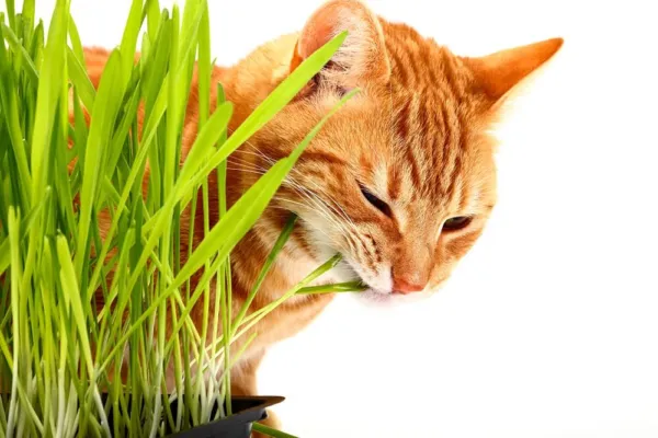Cat Grass Seeds For Planting-1,000 Seeds-Nutritious And Tasty Treat For Cats Usa - £14.17 GBP